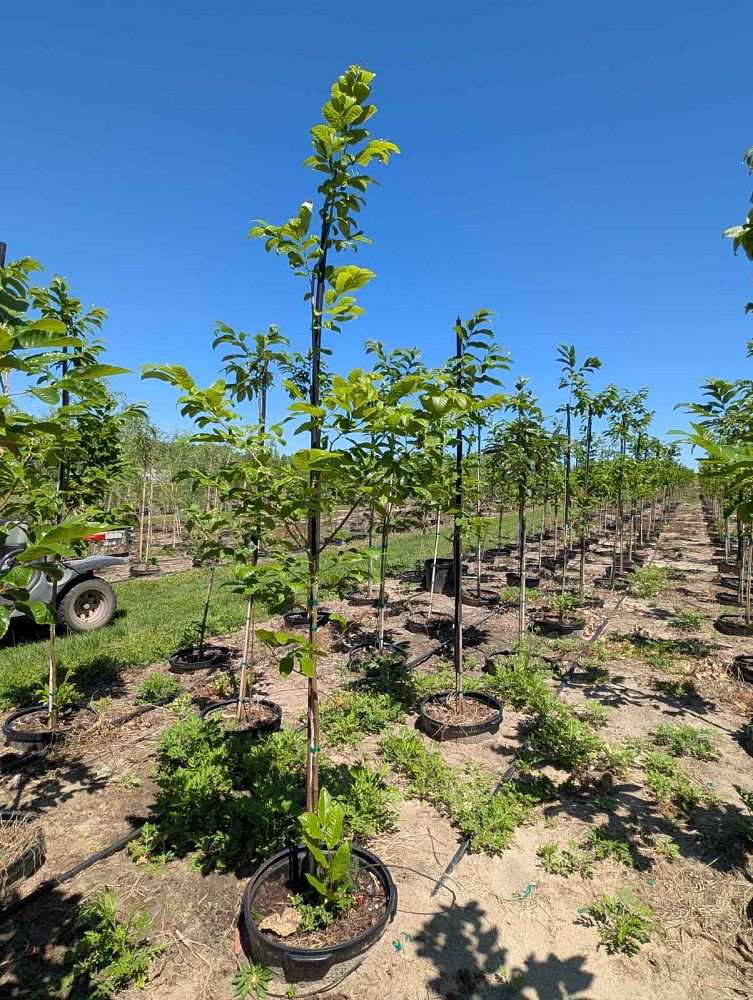 castanea-dunstan-dunstan-chestnut