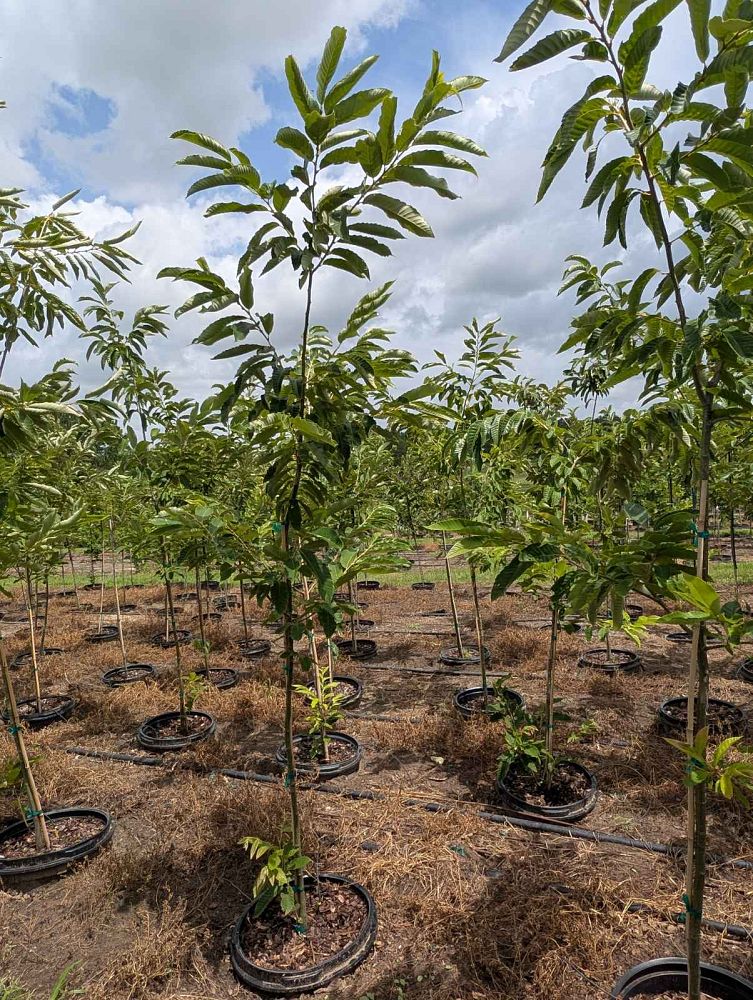 castanea-dunstan-dunstan-chestnut
