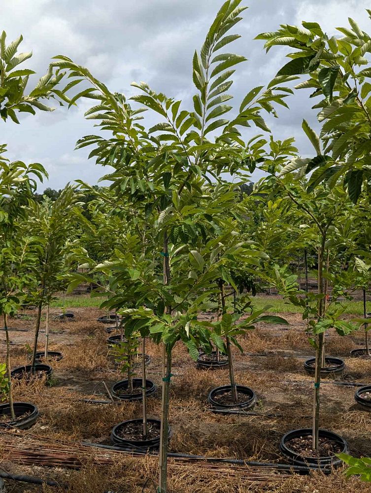 castanea-dunstan-dunstan-chestnut