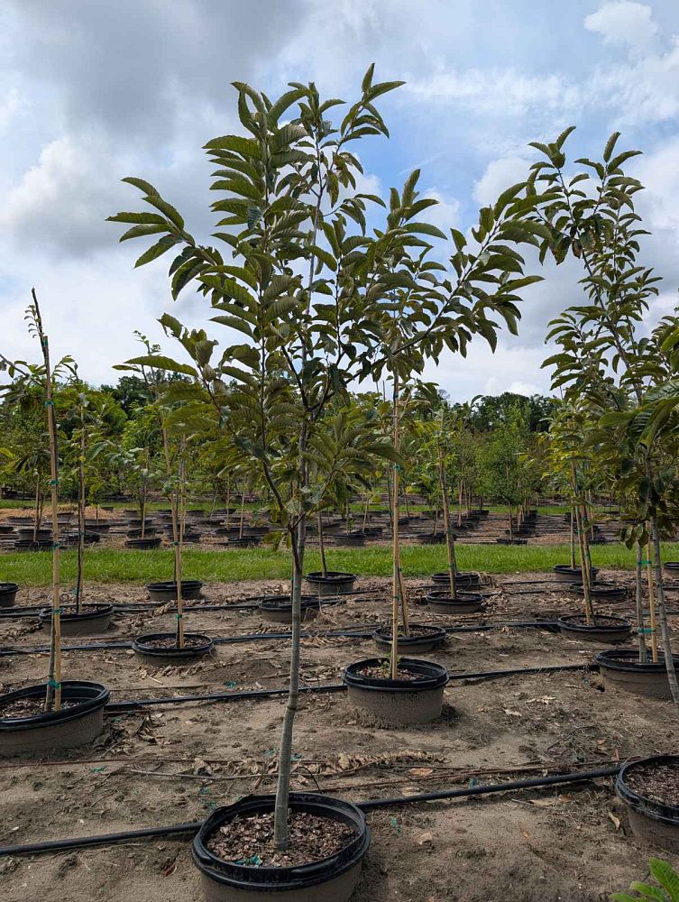 castanea-dunstan-dunstan-chestnut