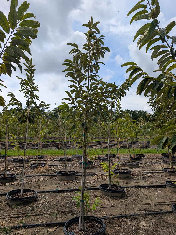 castanea-dunstan-dunstan-chestnut