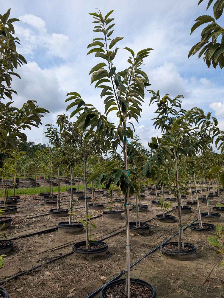 castanea-dunstan-dunstan-chestnut