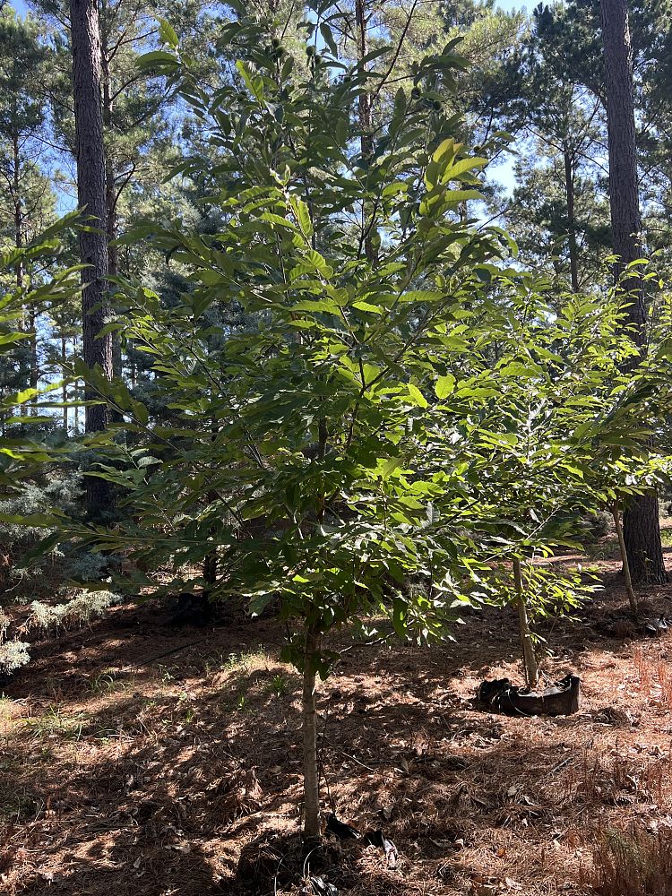 castanea-mollissima-chinese-chestnut-dunstan-chestnut