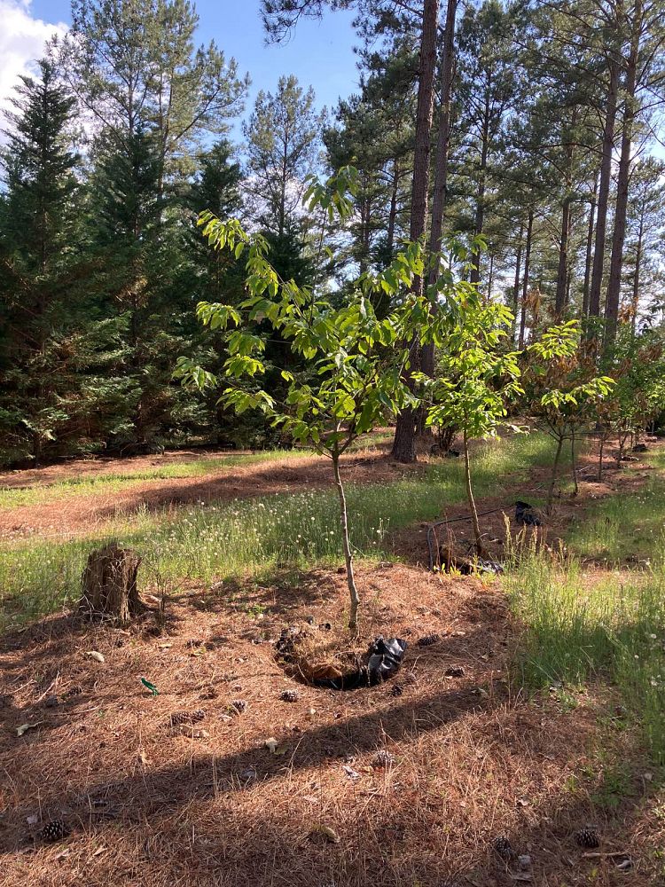 castanea-mollissima-chinese-chestnut-dunstan-chestnut