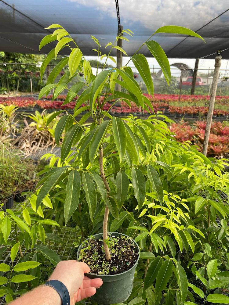 castanospermum-australe-black-bean-tree