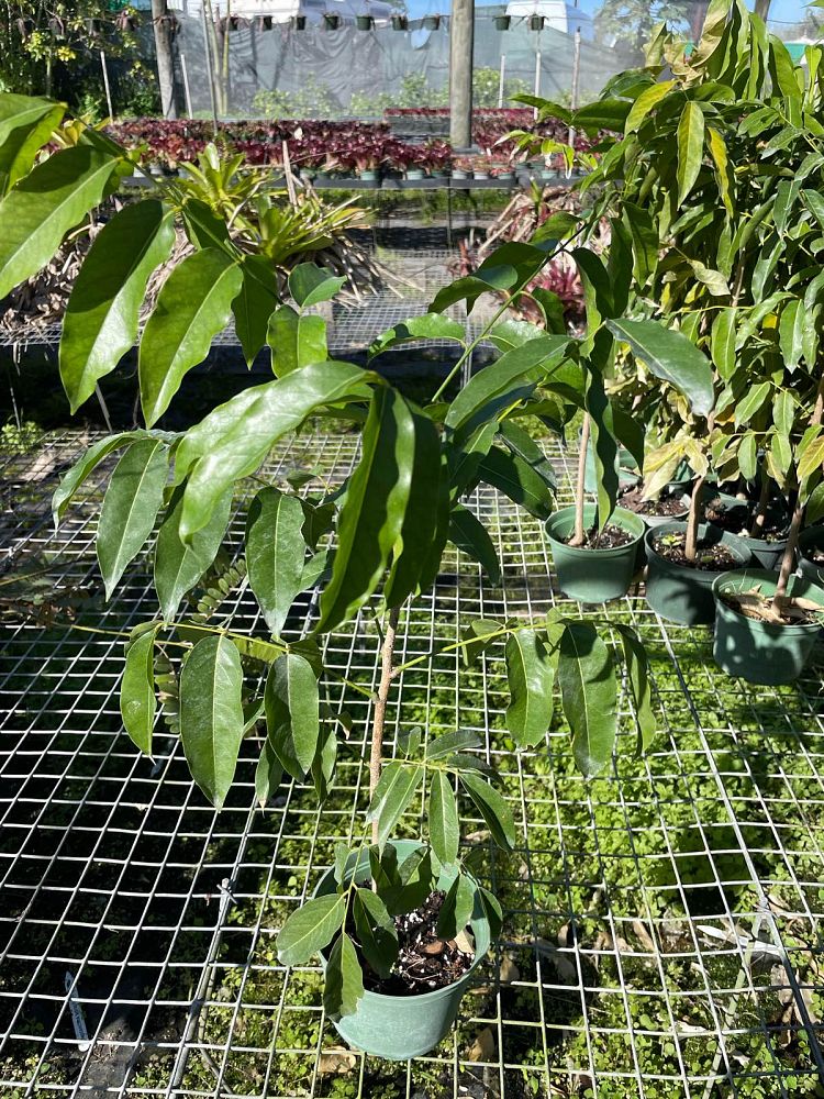 castanospermum-australe-black-bean-tree