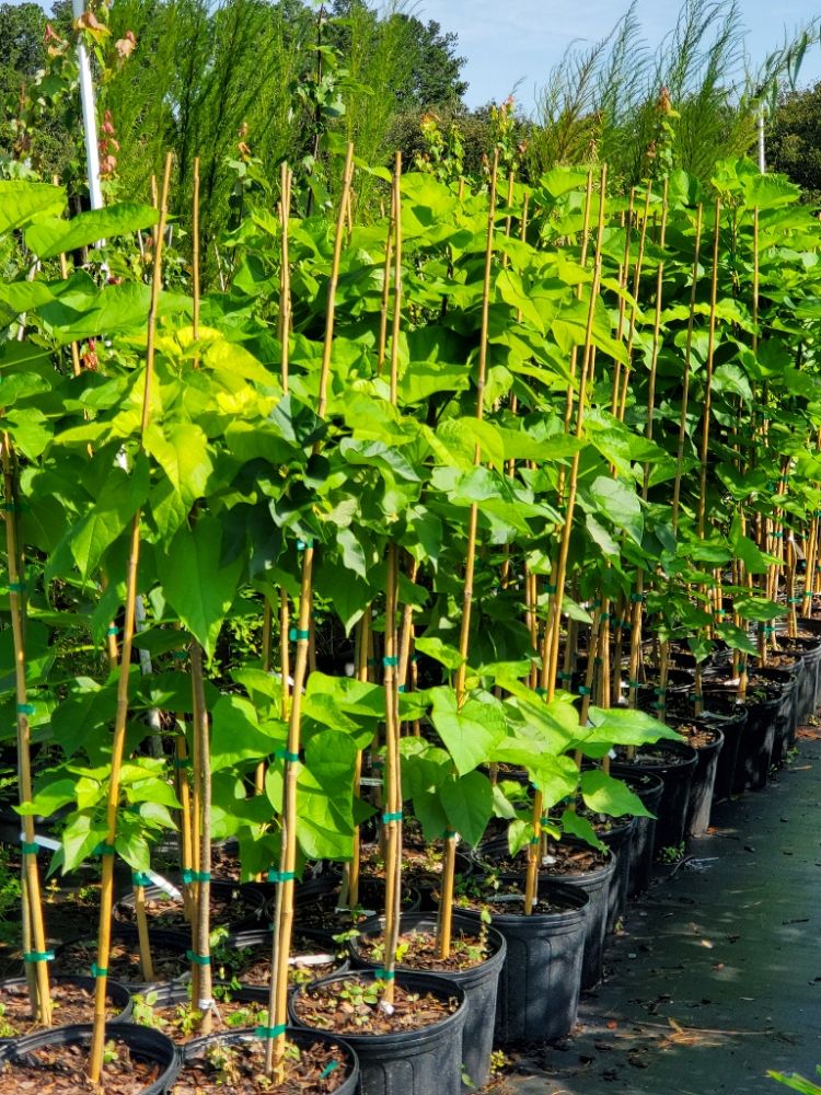 catalpa-bignonioides-catawpa-fish-bait-tree-southern-catalpa