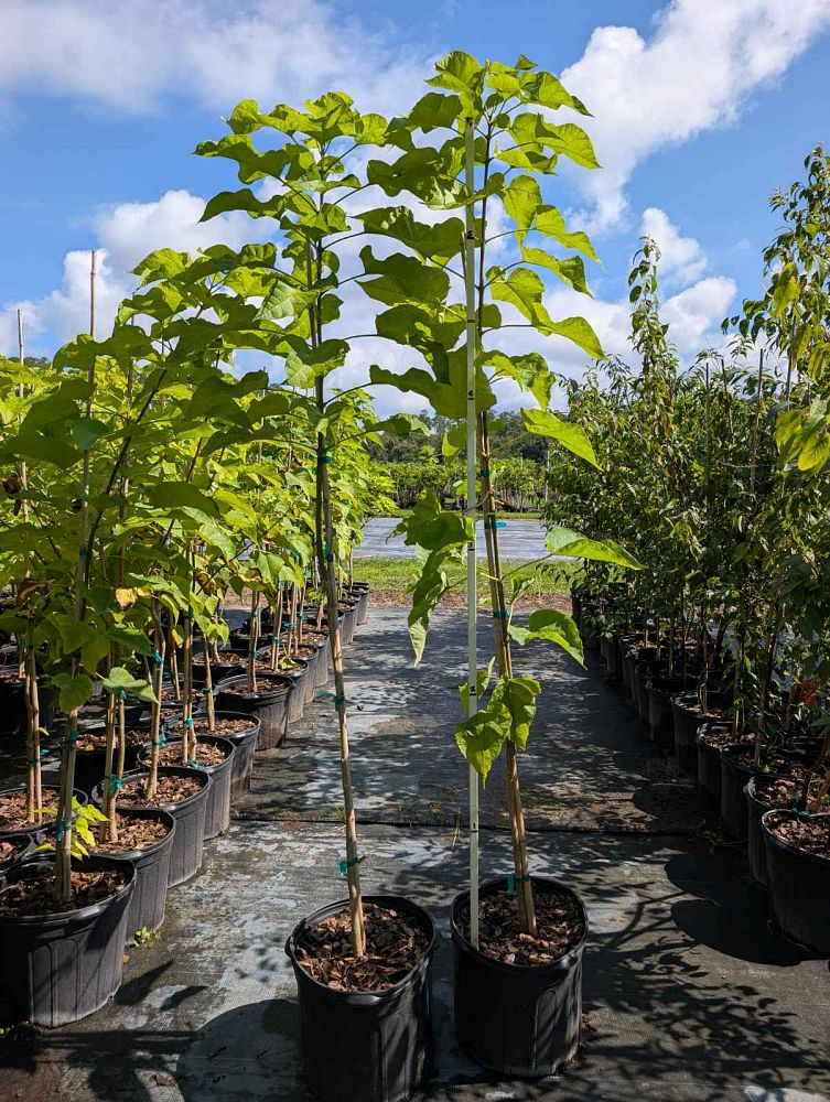 catalpa-bignonioides-catawpa-fish-bait-tree-southern-catalpa