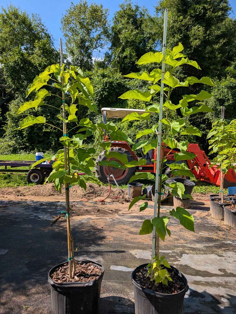 catalpa-bignonioides-catawpa-fish-bait-tree-southern-catalpa