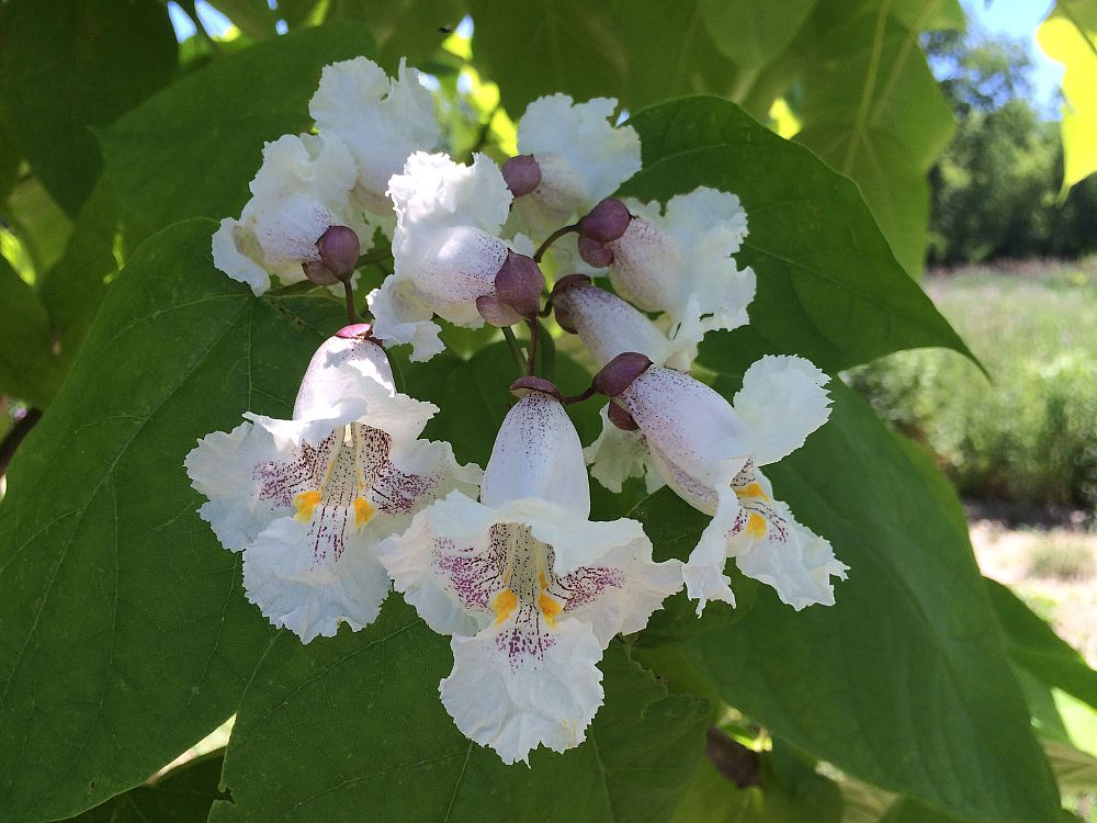 catalpa-speciosa-northern-catalpa-cigar-tree-western