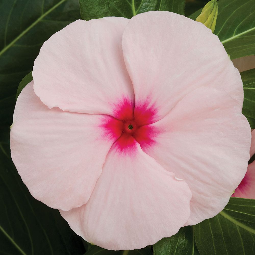 catharanthus-roseus-cora-apricot-vinca-madagascar-periwinkle