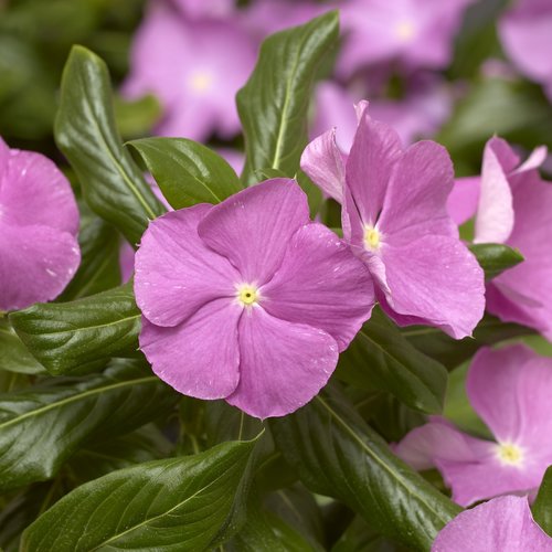 catharanthus-roseus-cora-cascade-lavender-w-eye-cora-cascade-lavender-w-eye-vinca