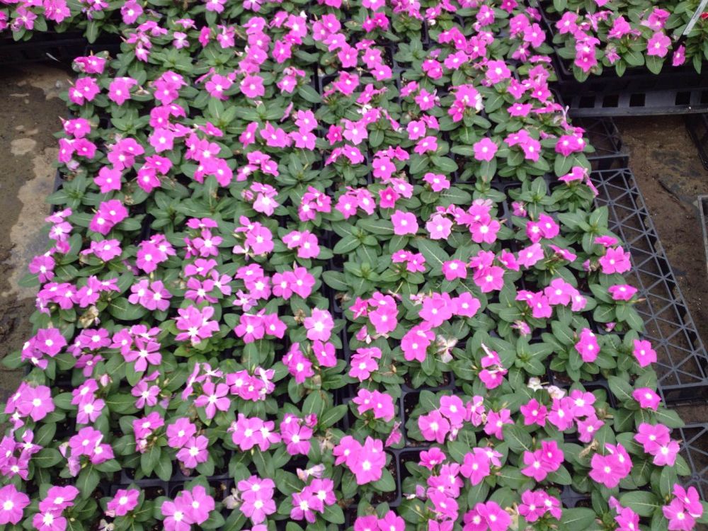 catharanthus-roseus-cora-lavender-vinca-madagascar-periwinkle