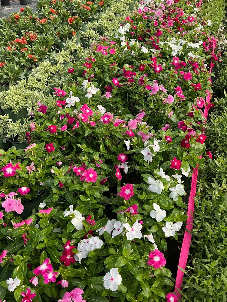 catharanthus-roseus-cora-mix-vinca-madagascar-periwinkle