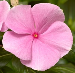catharanthus-roseus-cora-pink-vinca-madagascar-periwinkle