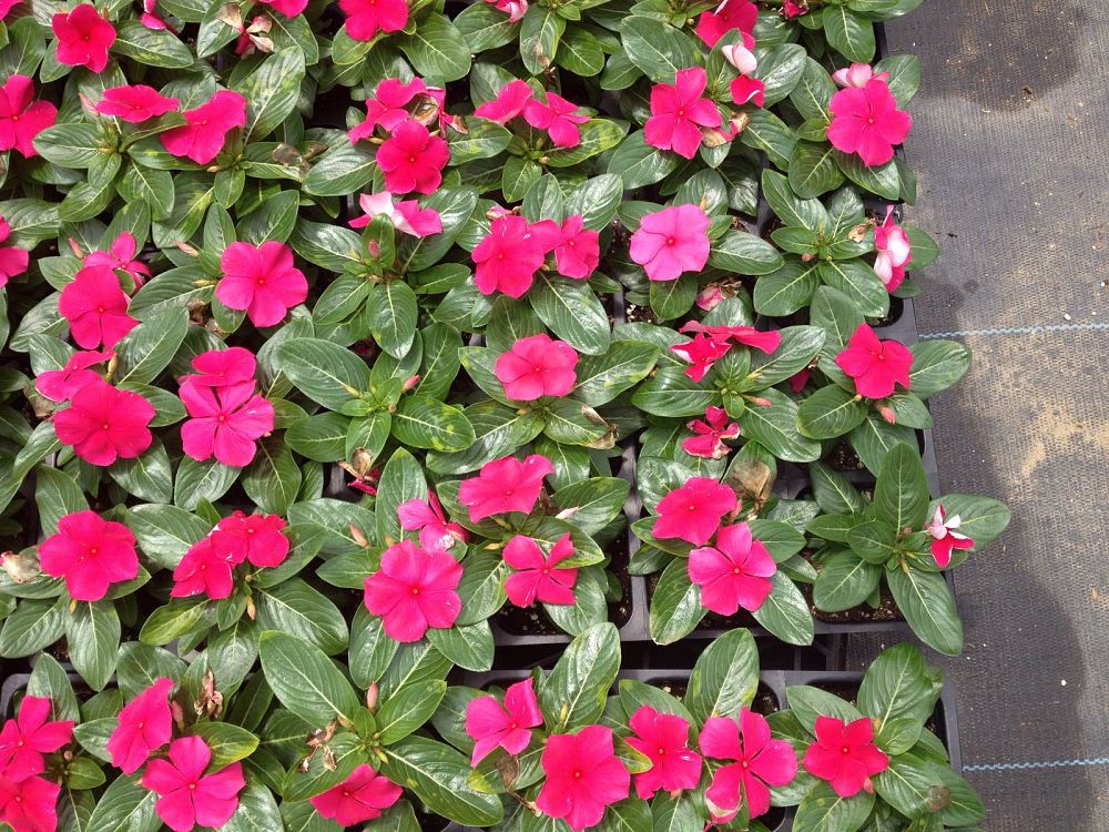 catharanthus-roseus-cora-punch-vinca-madagascar-periwinkle