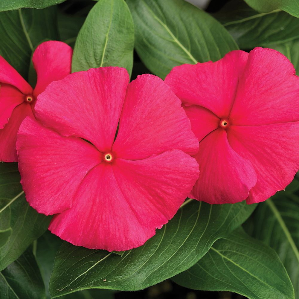 catharanthus-roseus-cora-punch-vinca-madagascar-periwinkle
