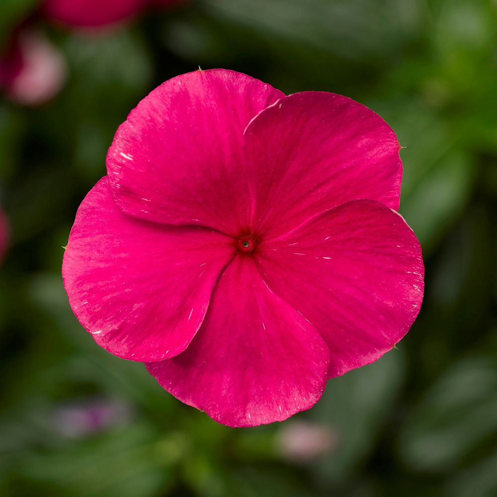 catharanthus-roseus-cora-punch-vinca-madagascar-periwinkle