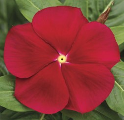 catharanthus-roseus-cora-red-vinca-madagascar-periwinkle