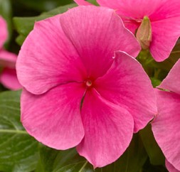 catharanthus-roseus-cora-strawberry-vinca-madagascar-periwinkle