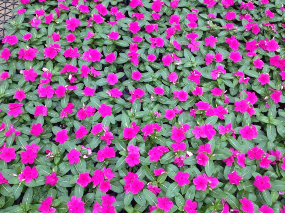 catharanthus-roseus-cora-violet-vinca-madagascar-periwinkle