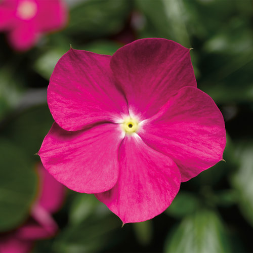 catharanthus-roseus-cora-violet-vinca-madagascar-periwinkle