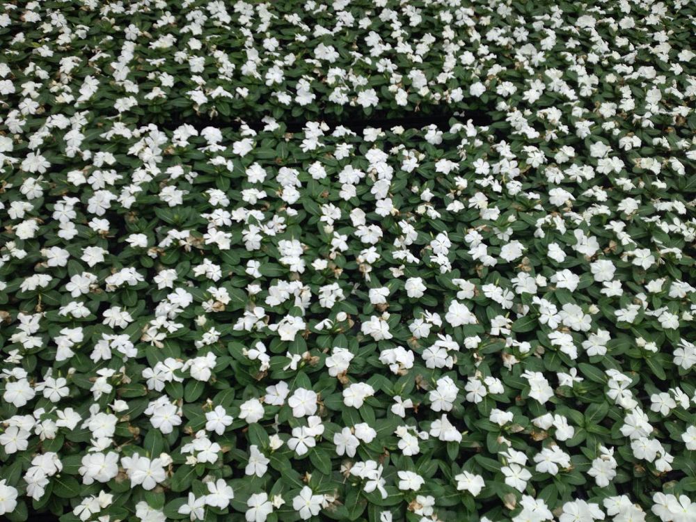 catharanthus-roseus-cora-white-vinca-madagascar-periwinkle
