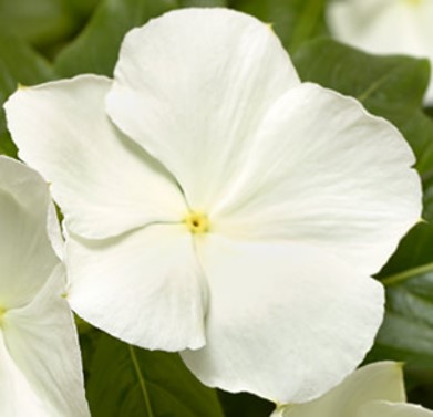 catharanthus-roseus-cora-white-vinca-madagascar-periwinkle