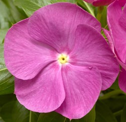 catharanthus-roseus-cora-xdr-orchid-vinca-madagascar-periwinkle