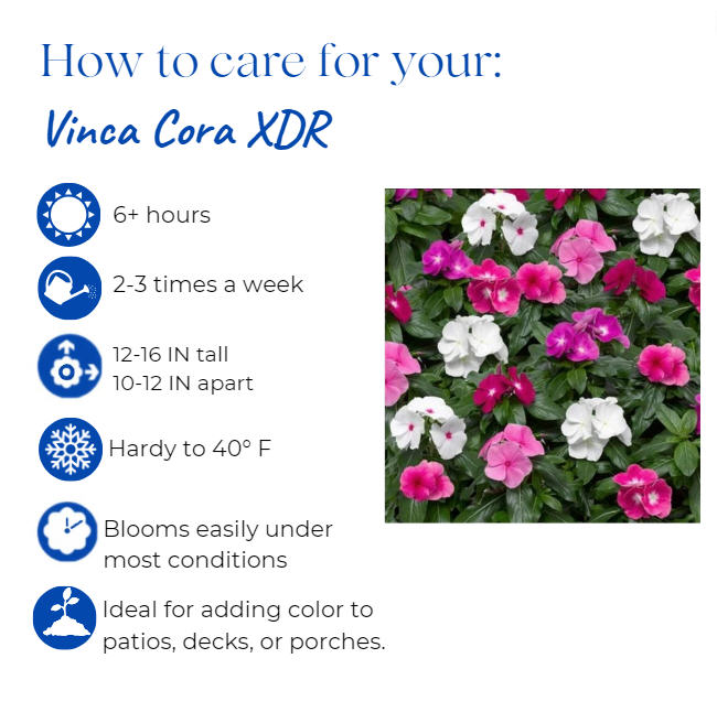 catharanthus-roseus-nirvana-cascade-shell-pink-cayenne-jasmine-madagascar-periwinkle-old-maid-vinca-rose-periwinkle