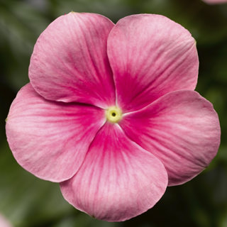 catharanthus-roseus-nirvana-cascade-shell-pink-cayenne-jasmine-madagascar-periwinkle-old-maid-vinca-rose-periwinkle