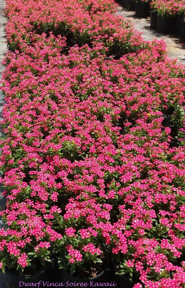 catharanthus-roseus-soiree-kawaii-assorted-vinca-periwinkle
