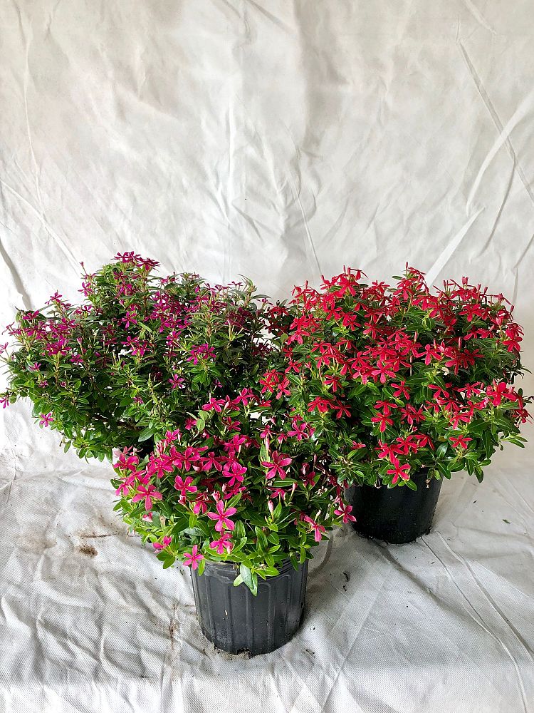 catharanthus-roseus-soiree-kawaii-assorted-vinca-periwinkle