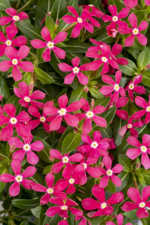 catharanthus-roseus-soiree-kawaii-coral-vinca-periwinkle