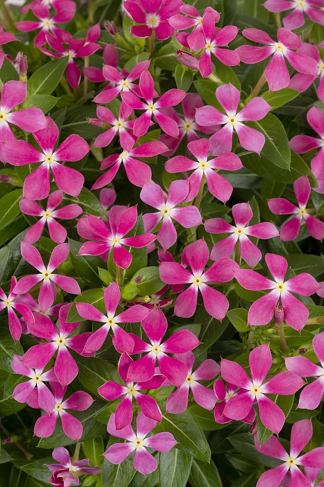 catharanthus-roseus-soiree-kawaii-coral-vinca-periwinkle
