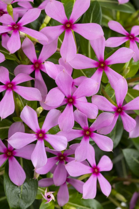 catharanthus-roseus-soiree-kawaii-lavender-vinca-periwinkle