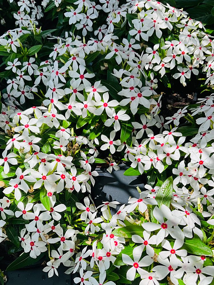 catharanthus-roseus-soiree-kawaii-white-peppermint-vinca-periwinkle