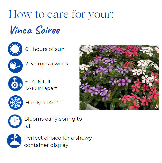 catharanthus-roseus-soiree-series-vinca-madagascar-periwinkle