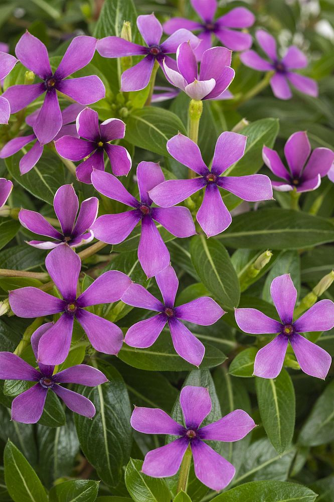 catharanthus-roseus-soiree-series-vinca-madagascar-periwinkle