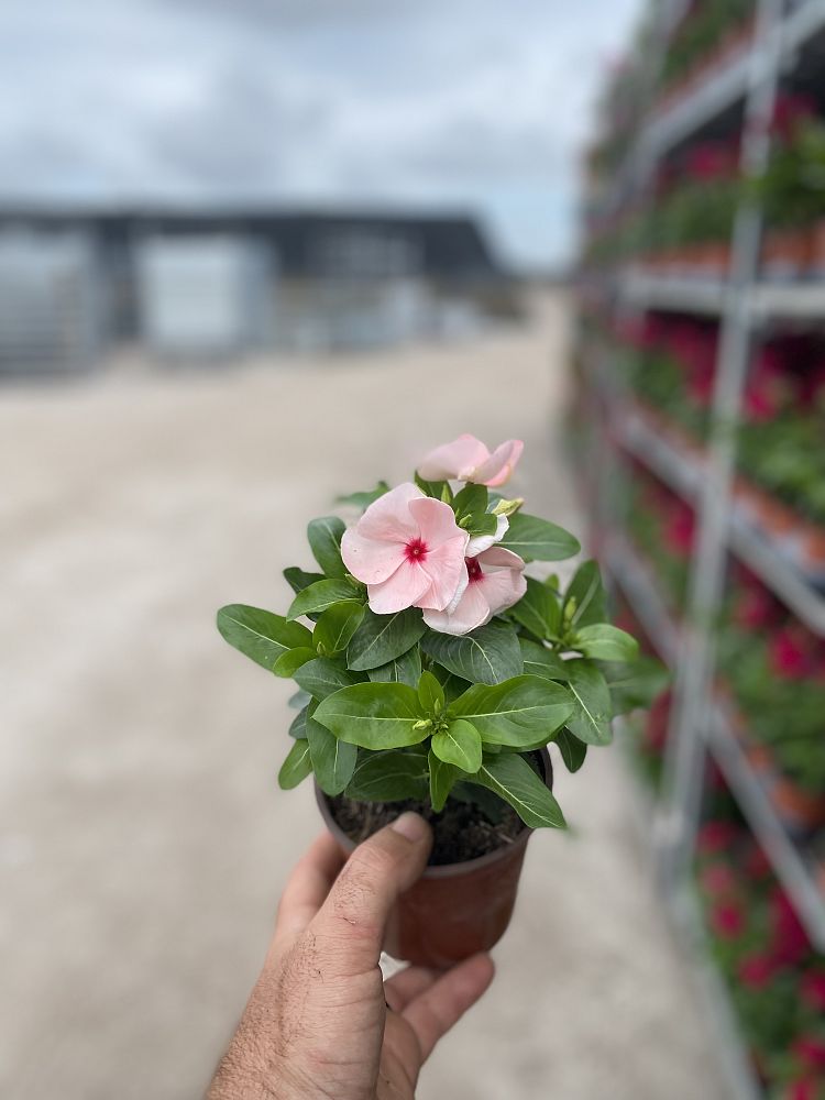 catharanthus-roseus-valiant-apricot-cayenne-jasmine-madagascar-periwinkle-old-maid-vinca-rose-periwinkle