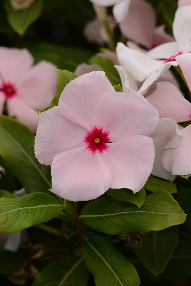 catharanthus-roseus-valiant-apricot-cayenne-jasmine-madagascar-periwinkle-old-maid-vinca-rose-periwinkle