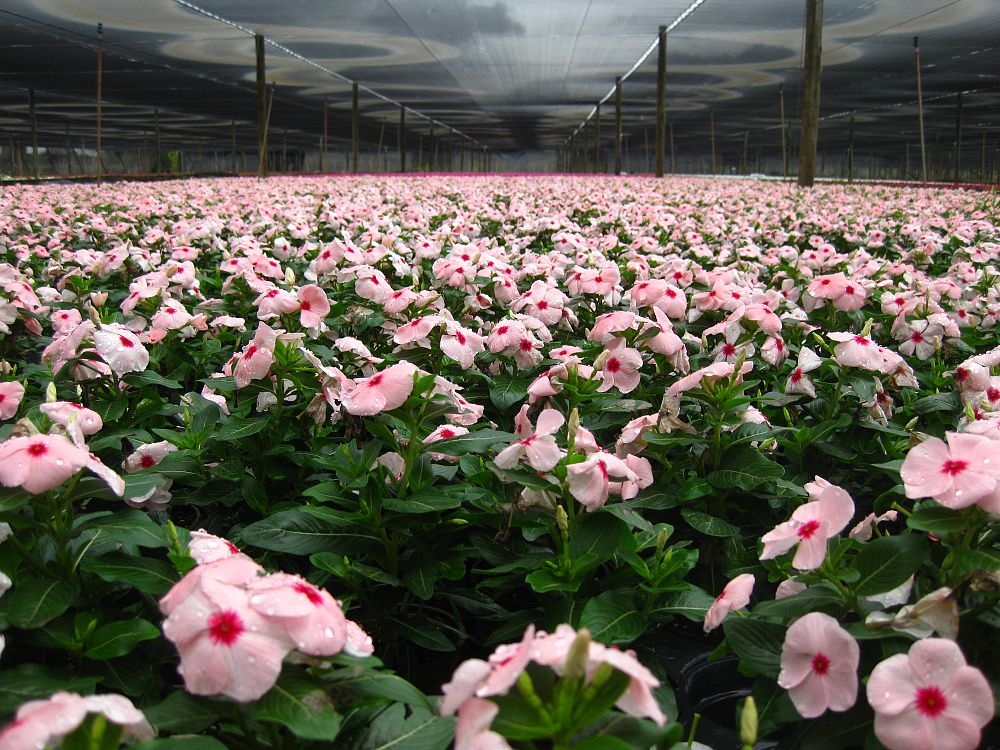 catharanthus-roseus-valiant-apricot-cayenne-jasmine-madagascar-periwinkle-old-maid-vinca-rose-periwinkle