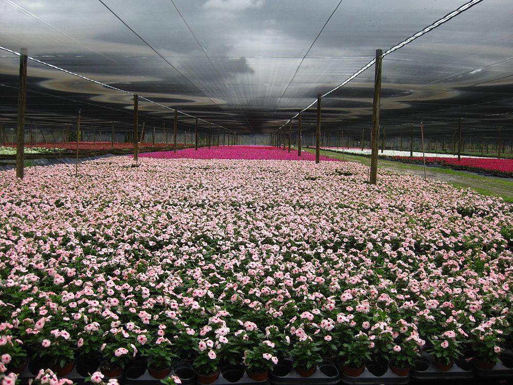catharanthus-roseus-valiant-apricot-cayenne-jasmine-madagascar-periwinkle-old-maid-vinca-rose-periwinkle