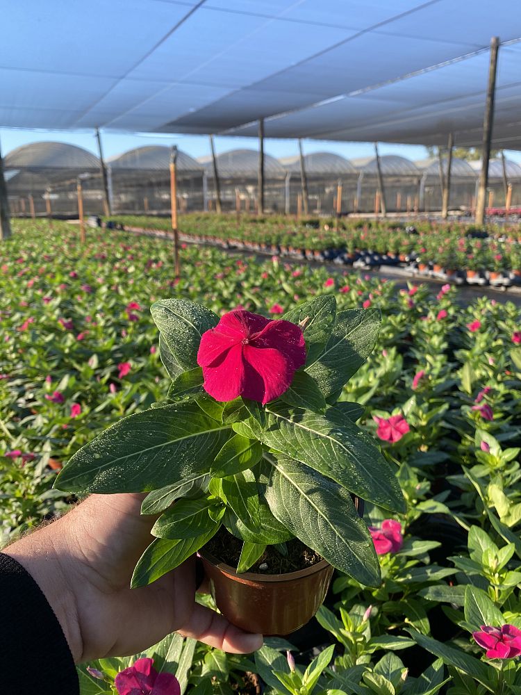 catharanthus-roseus-valiant-burgundy-cayenne-jasmine-madagascar-periwinkle-old-maid-vinca-rose-periwinkle