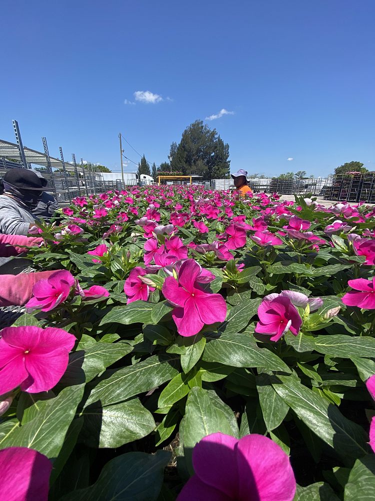 catharanthus-roseus-valiant-lilac-cayenne-jasmine-madagascar-periwinkle-old-maid-vinca-rose-periwinkle