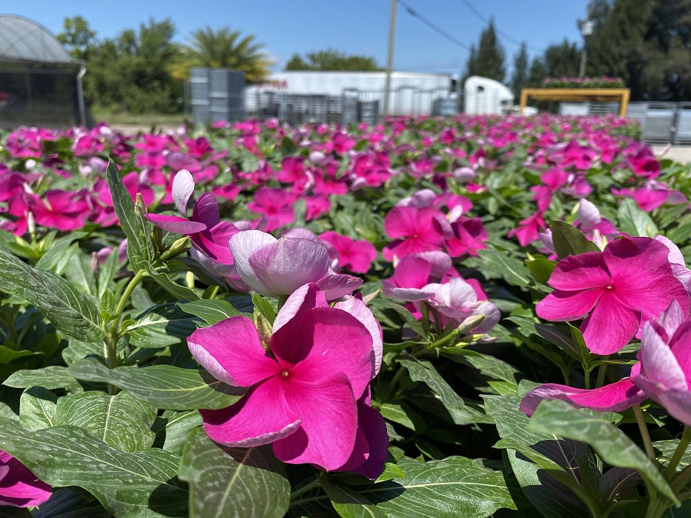 catharanthus-roseus-valiant-lilac-cayenne-jasmine-madagascar-periwinkle-old-maid-vinca-rose-periwinkle