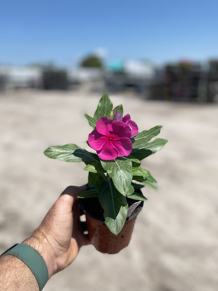 catharanthus-roseus-valiant-lilac-cayenne-jasmine-madagascar-periwinkle-old-maid-vinca-rose-periwinkle