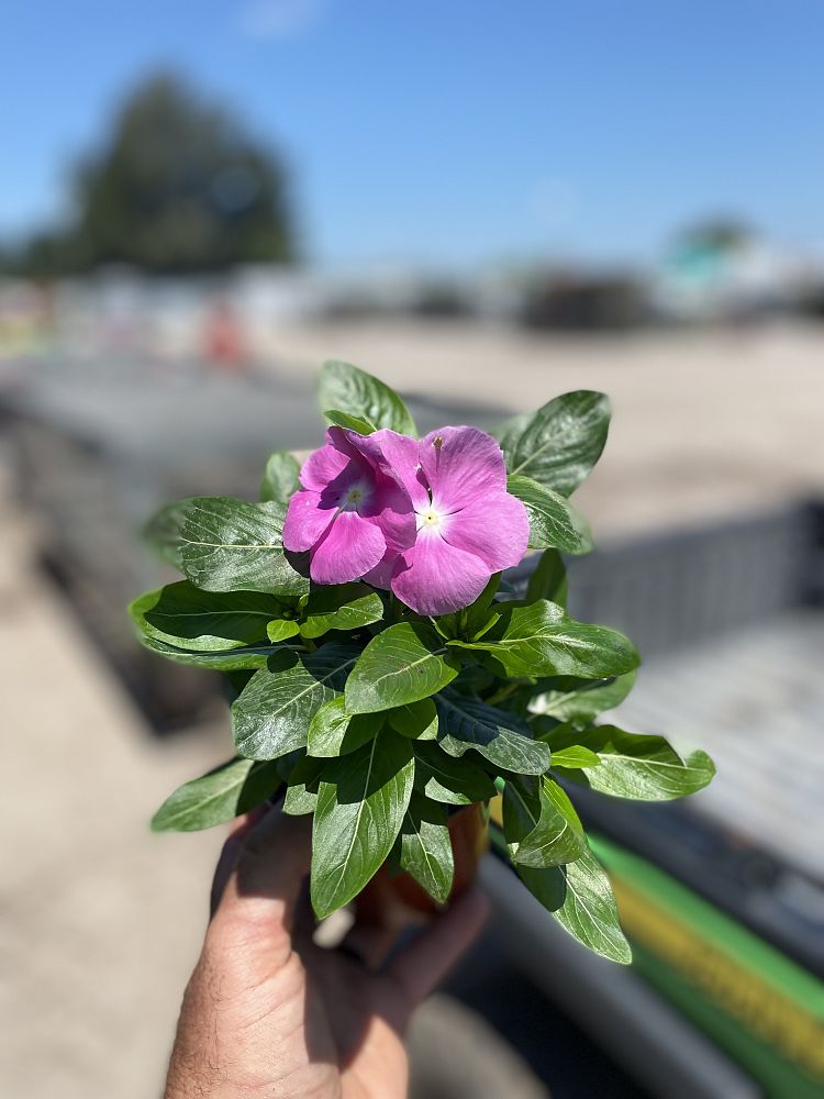 catharanthus-roseus-valiant-orchid-cayenne-jasmine-madagascar-periwinkle-old-maid-vinca-rose-periwinkle