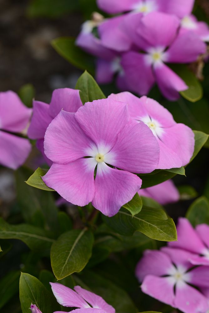 catharanthus-roseus-valiant-orchid-cayenne-jasmine-madagascar-periwinkle-old-maid-vinca-rose-periwinkle
