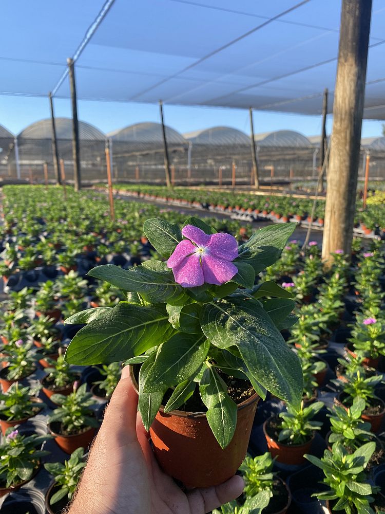 catharanthus-roseus-valiant-orchid-cayenne-jasmine-madagascar-periwinkle-old-maid-vinca-rose-periwinkle